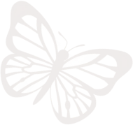 butterfly-image