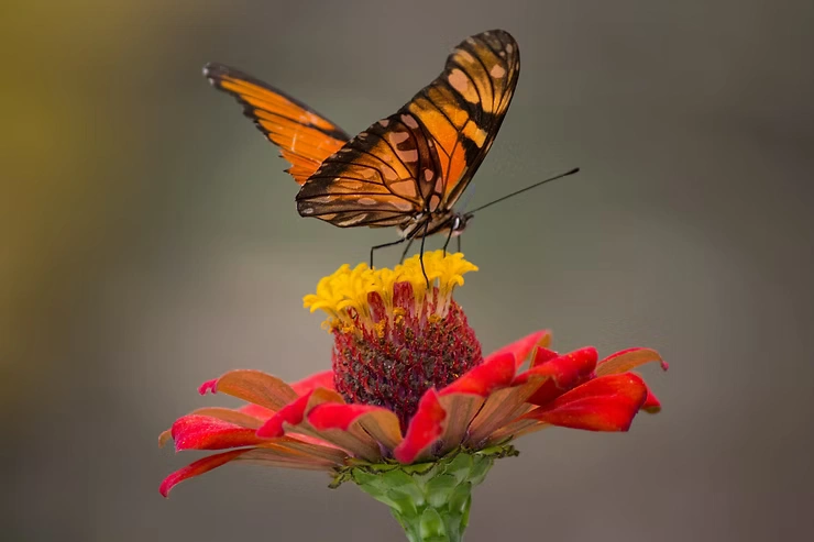 IOP-Program-in-Ventura