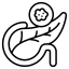 pancreatic