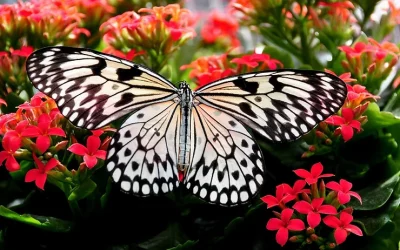 Intensive Outpatient Program Ventura